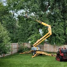 Best Tree Maintenance Programs  in Stewart Manor, NY