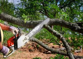 Best Tree Mulching  in Stewart Manor, NY