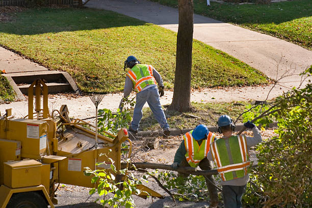 Best Palm Tree Trimming  in Stewart Manor, NY