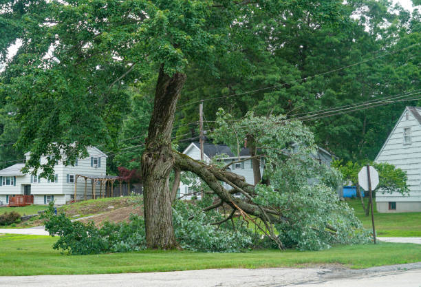 How Our Tree Care Process Works  in  Stewart Manor, NY